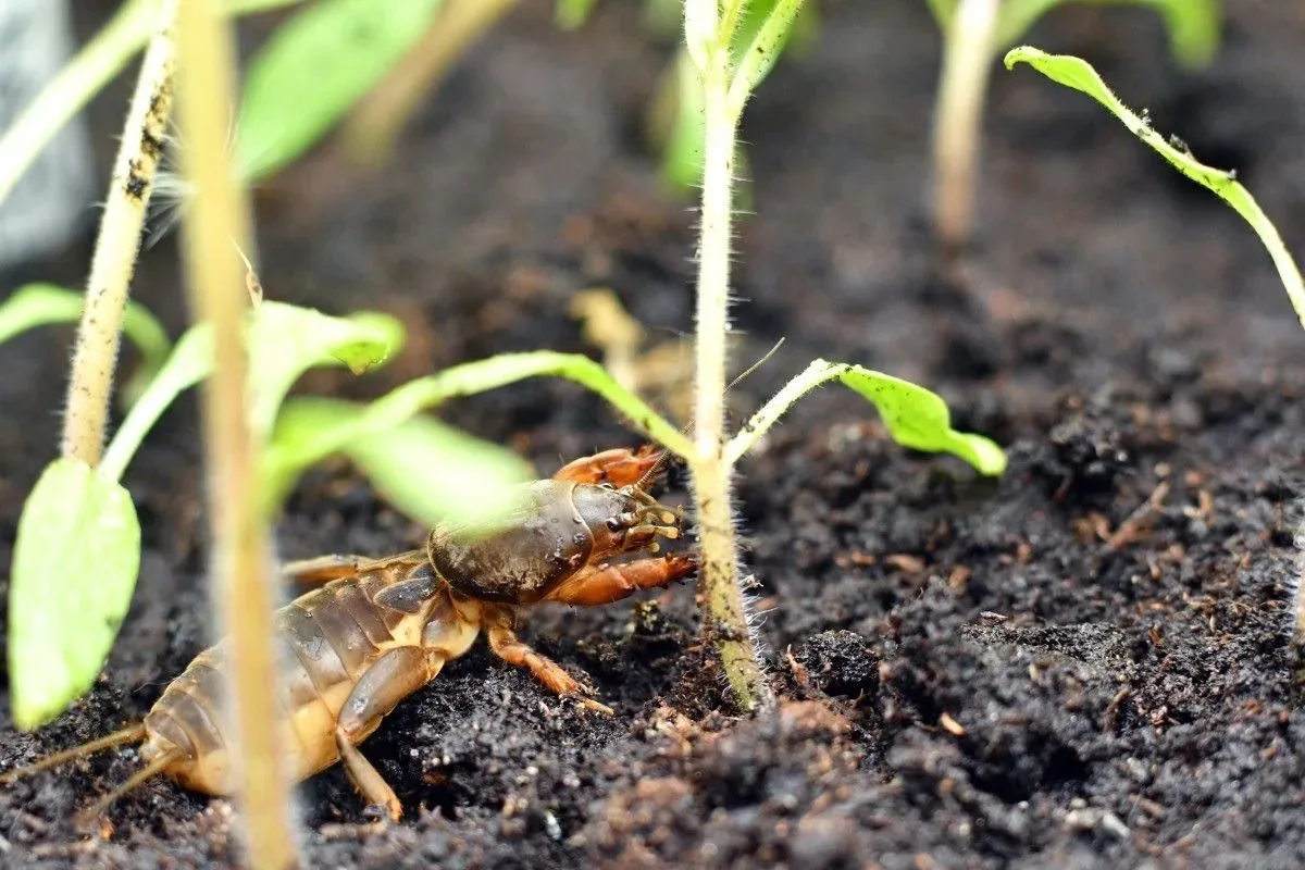 🦗 Медведка против пластиковой бутылки: ловушка, которая реально работает