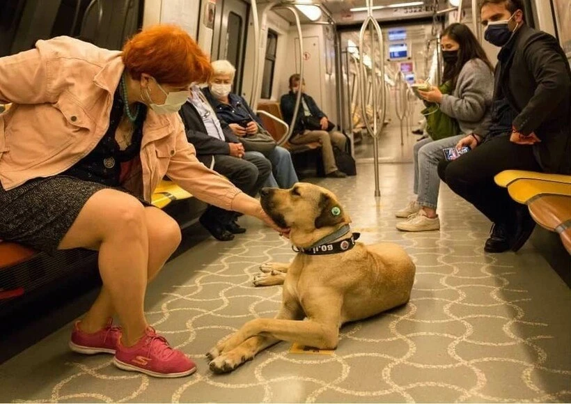 ⚡знаменитые собаки ⚡  Кангал ⚡️breedsinfo ⚡️dogmem

Знаменитость Стамбула
Кангал Боджи стал знаменит
