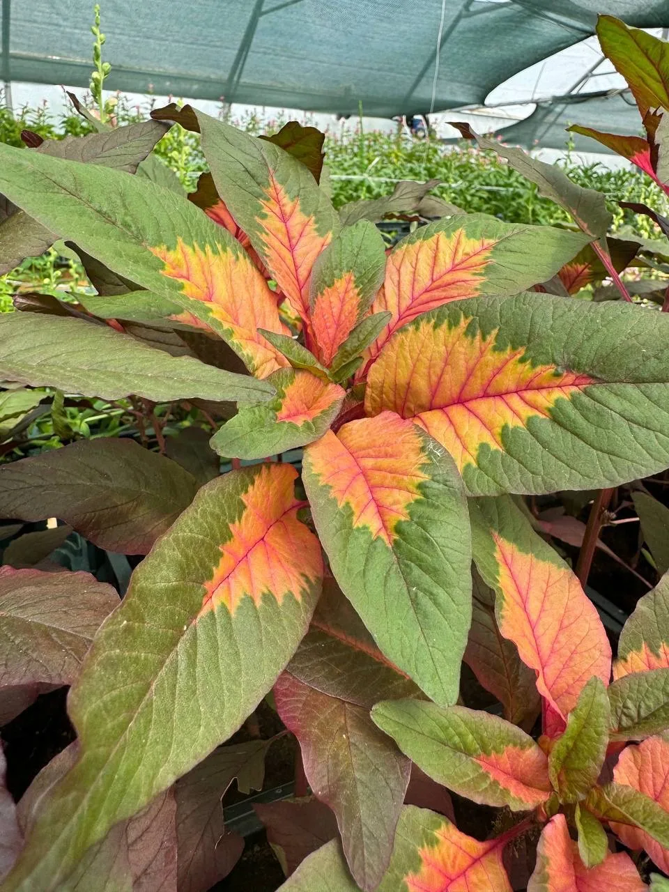 🌿 Это растение называется Амарант