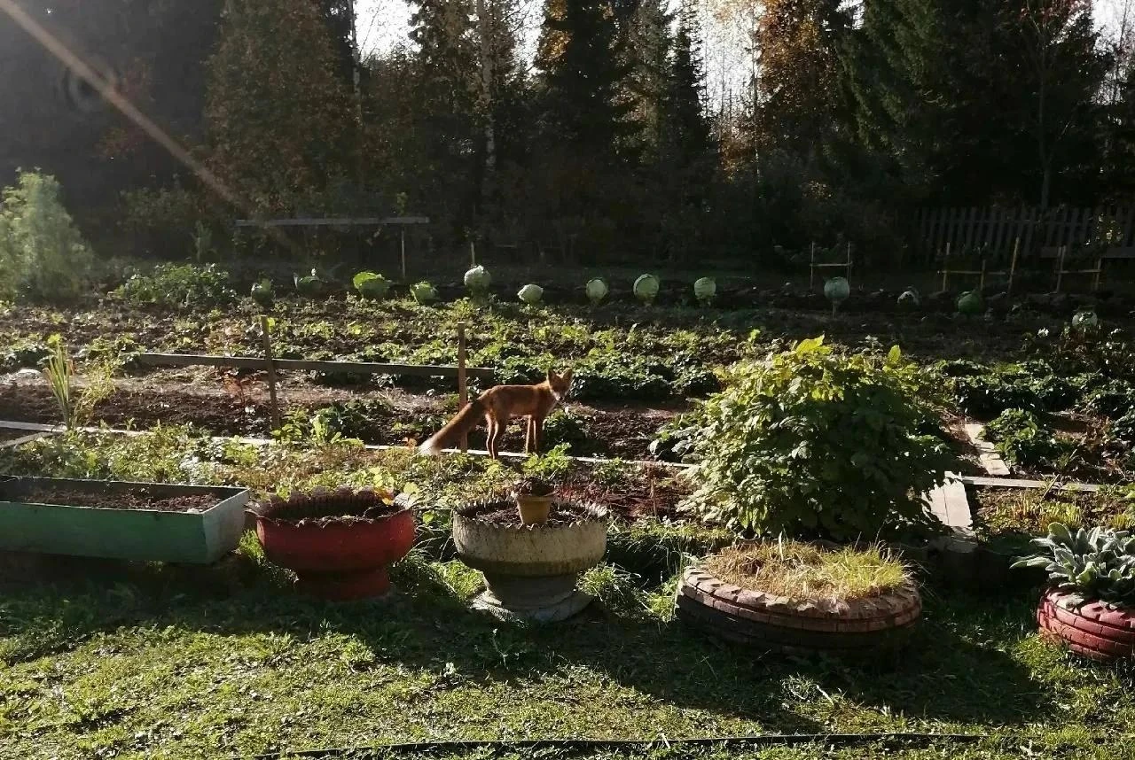 🦊 Лисы всё чаще выходят к людям: в Афанасьево незваная гостья спокойно гуляла по огороду