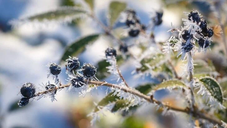 🥶 Первые заморозки накроют Москву и область уже этой ночью