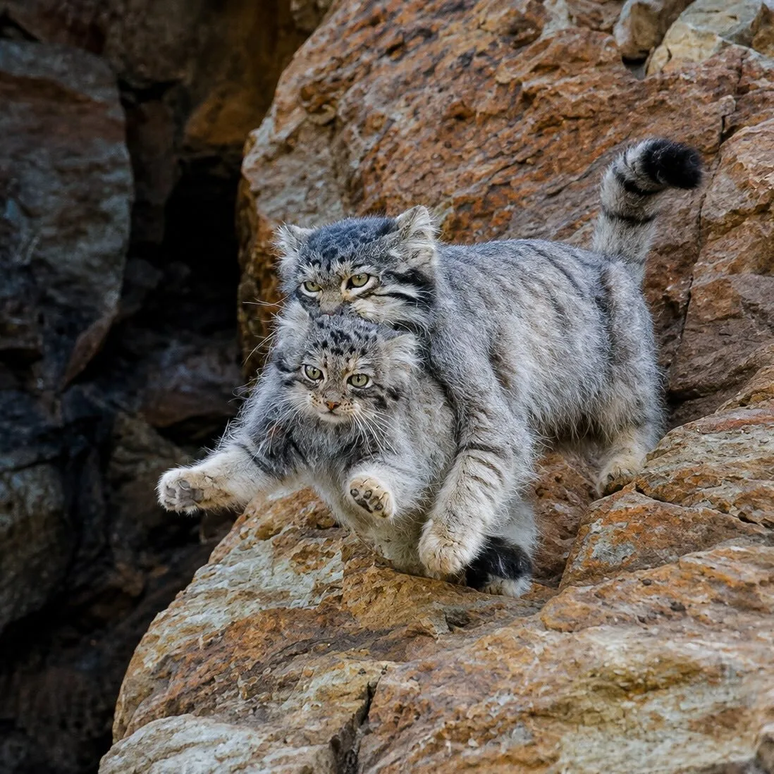 В школу!😾