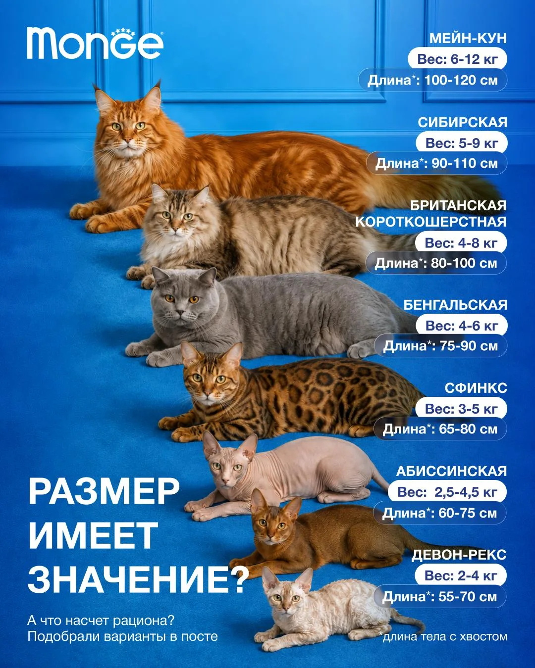 🐈 От мейн-куна до девон-рекса. Разбираемся с питанием.
