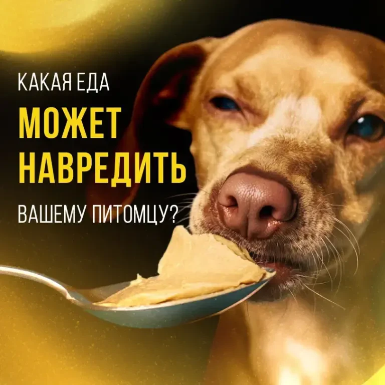 Когда еда вредит питомцу даже при отсутствии болезней?   Стабильное питание это основа, но здоровое 