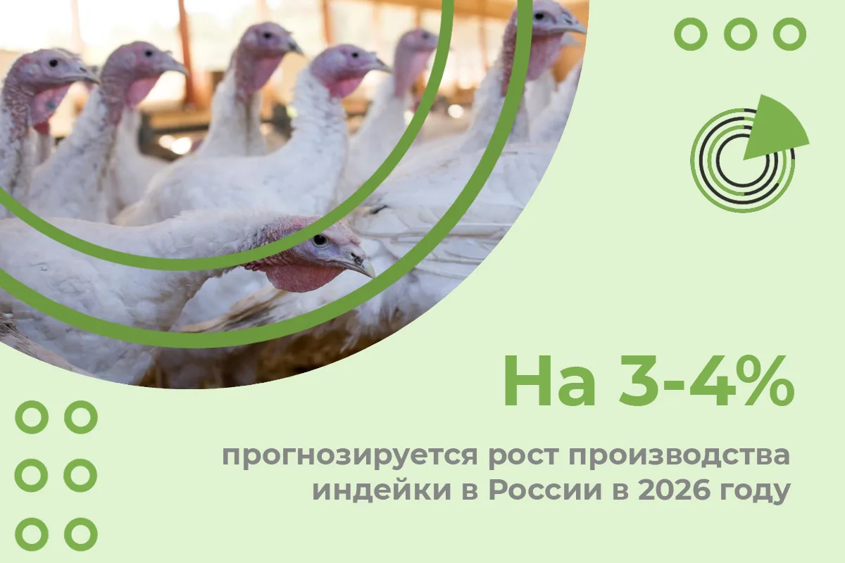 ПРОИЗВОДСТВО ИНДЕЙКИ В РОССИИ В 2026 ГОДУ МОЖЕТ ВЫРАСТИ НА 3-4%