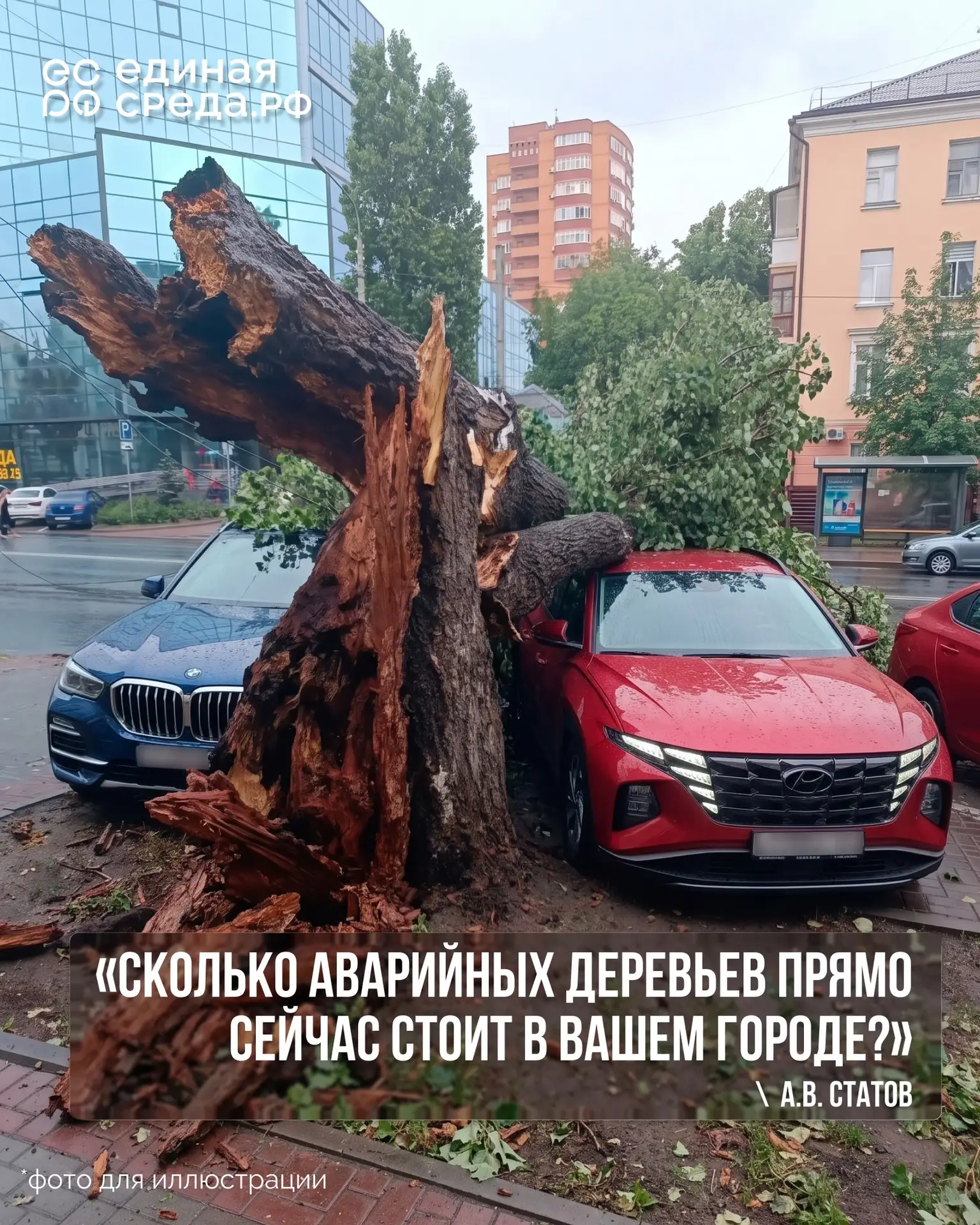Простой вопрос без ответа. Сколько аварийных деревьев прямо сейчас стоит в вашем городе...