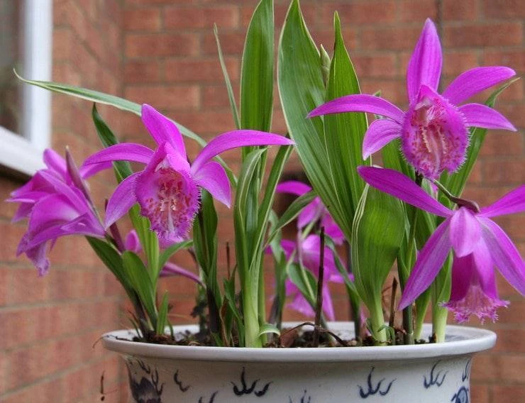 Плейона (Pleione) относится к семейству орхидей