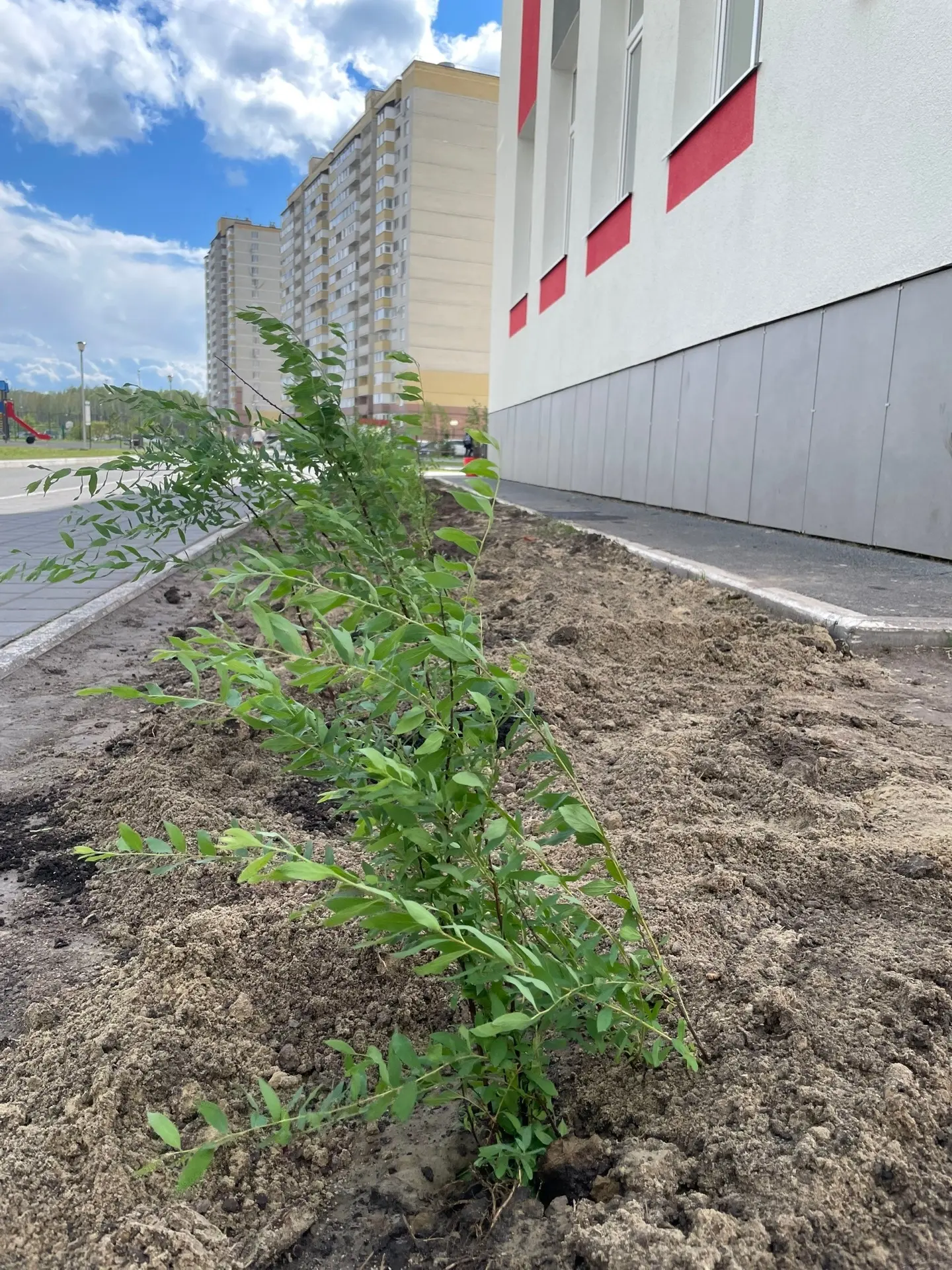Сегодня на территории нашей школы состоялось тёплое и знаковое событие! 🌿 Выпускники 4-х, 9-х и 11-х