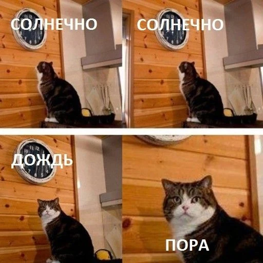 Кот-дорожник
