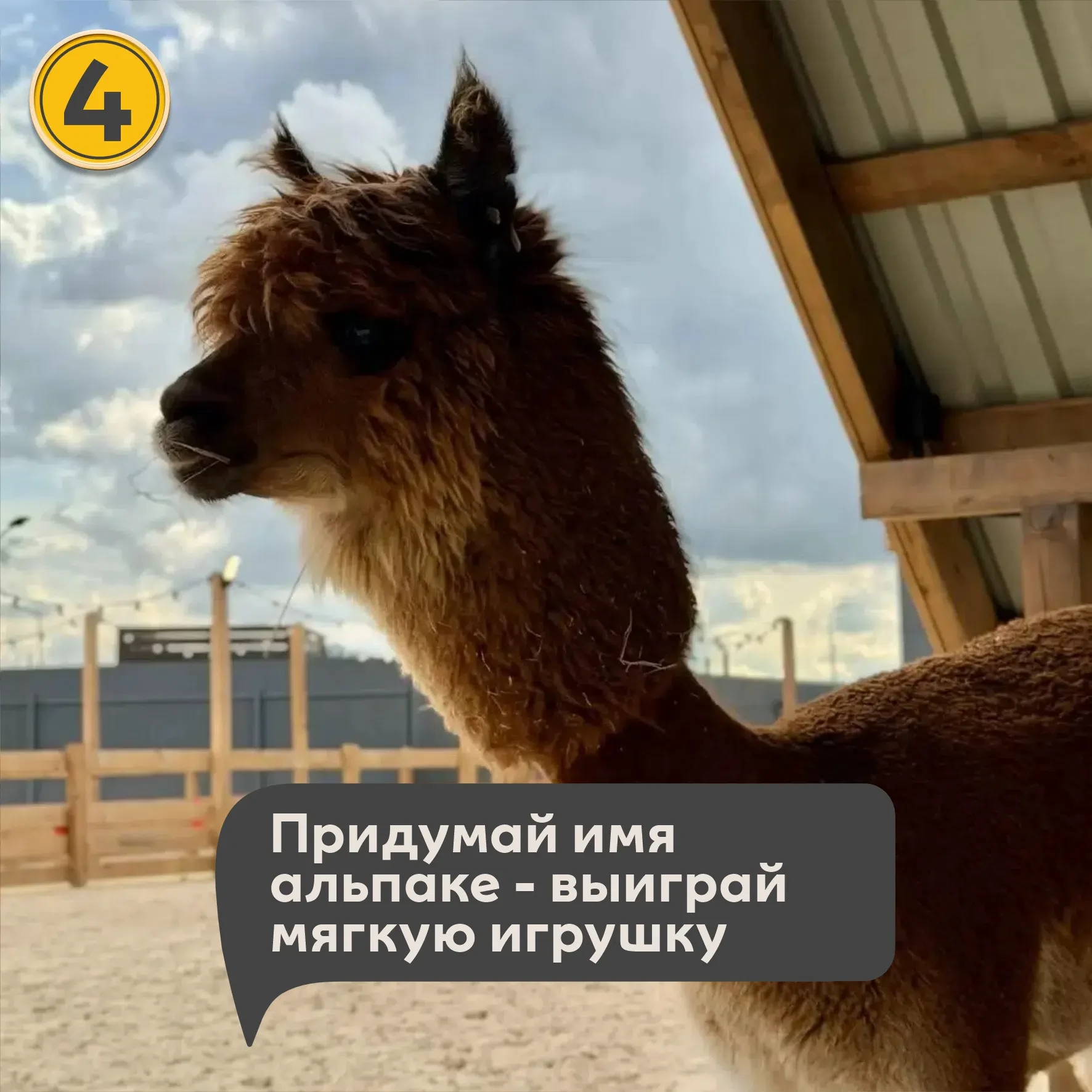 🦙 КОНКУРС: ПРИДУМАЙ ИМЯ АЛЬПАКЕ! vk.ru/alpaka_na_neve