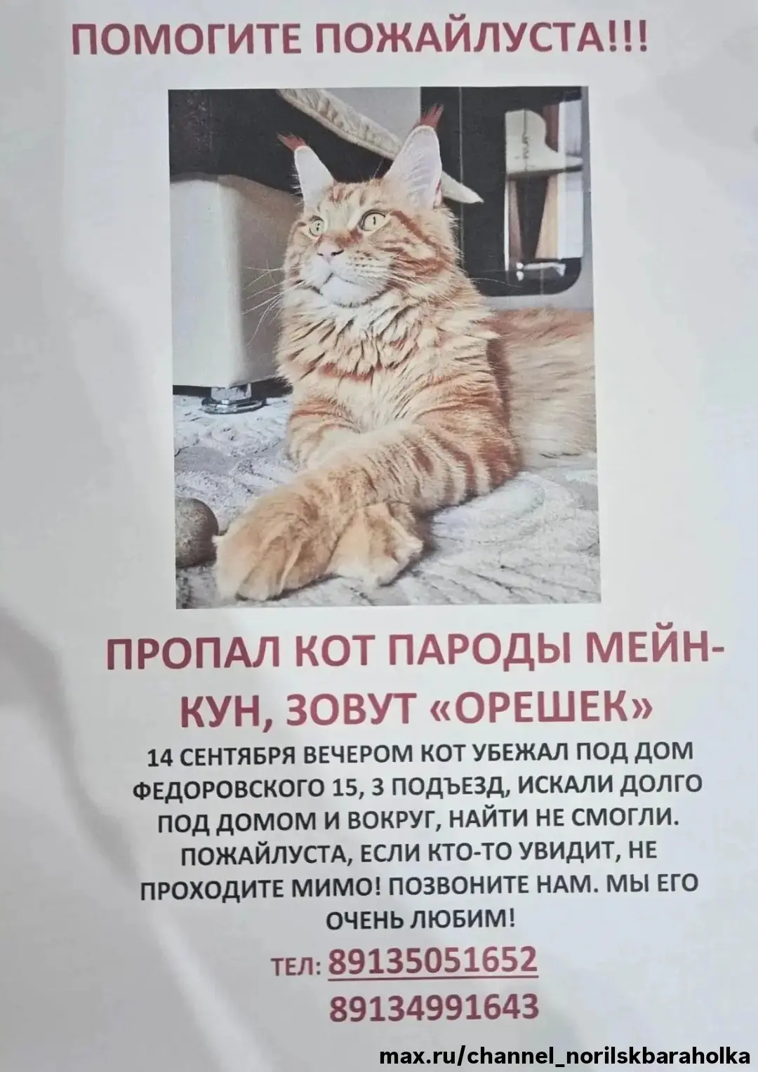 Потерялся кот мейнкун! Талнах! Срочно кто найдет, звонить по номеру! Вознаграждение!