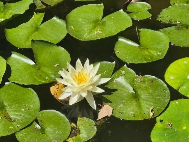 🌸Древнейшие в мире цветы, которые помнят, какой была наша планета больше 100 миллионов...