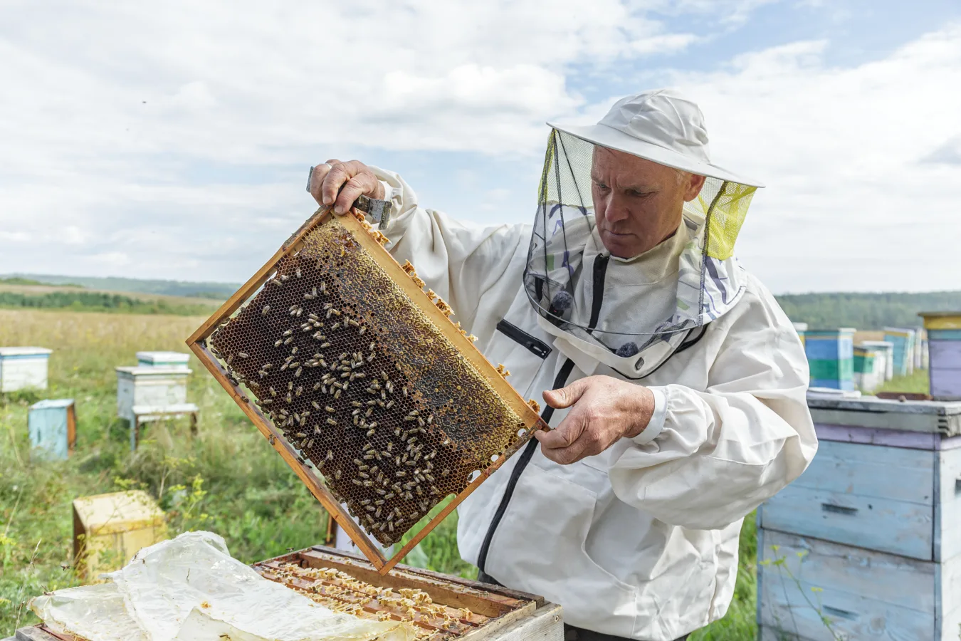 О пчеловоде, пчёлах и законах улья🐝