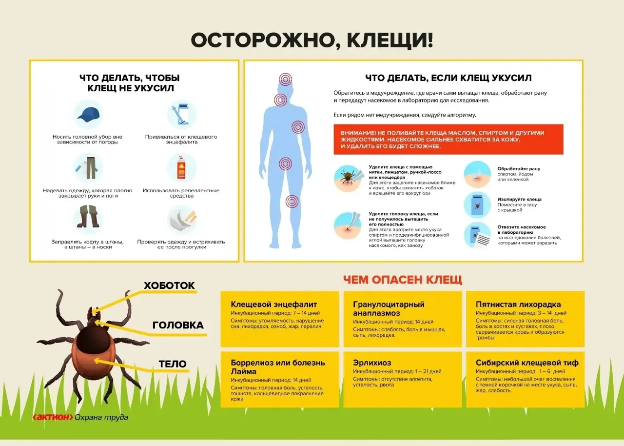 ❗Начало активности клещей в России❗