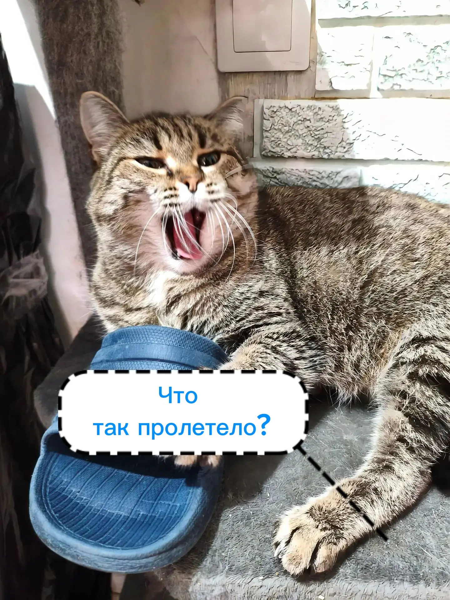 😴😴Доброй ночи, дорогие друзья😴😴😴😴  Милашка Табби умеет сладко организовать отдых ...