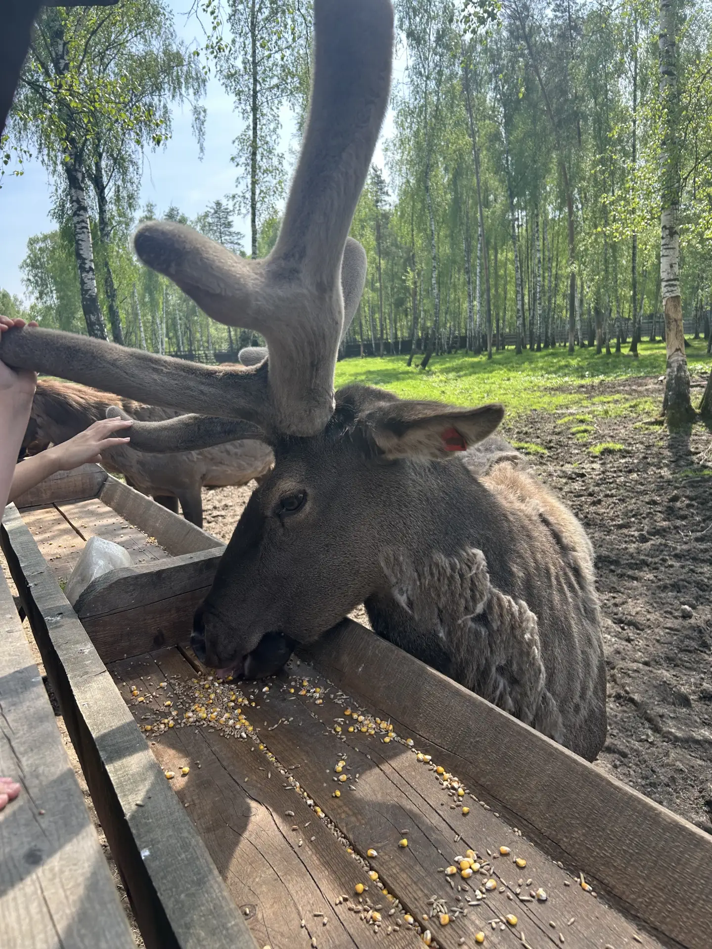 🦌 В гости к лесным великанам  Второклассники нашей школы совершили увлекательное путешествие в Лосин