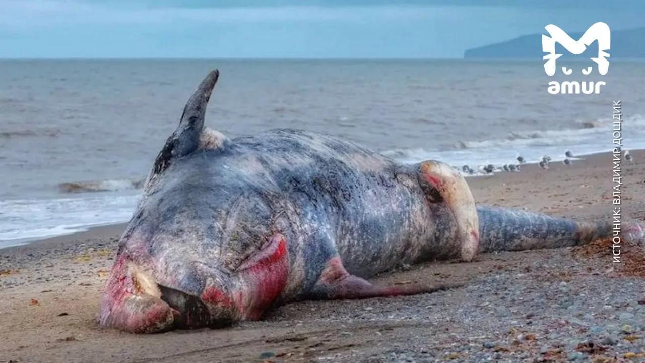 Мертвого кита выбросило на берег Камчатки.