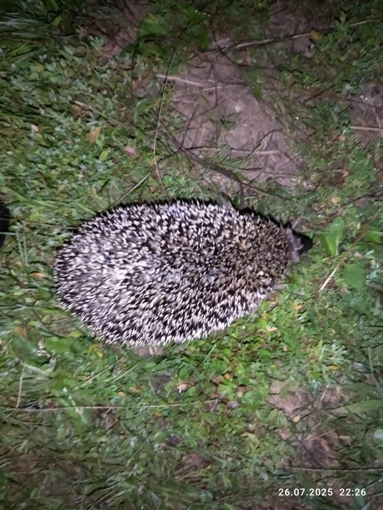 🦔Если у вас есть сад — значит, где-то рядом скорее всего живёт и ёж. Это не совпадение, а закономер