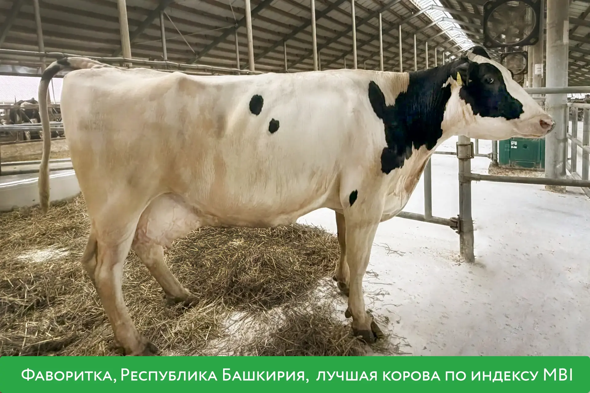 Корова Фаворитка из башкирского подразделения «ЭкоНивы» признана лучшей в России по инд...