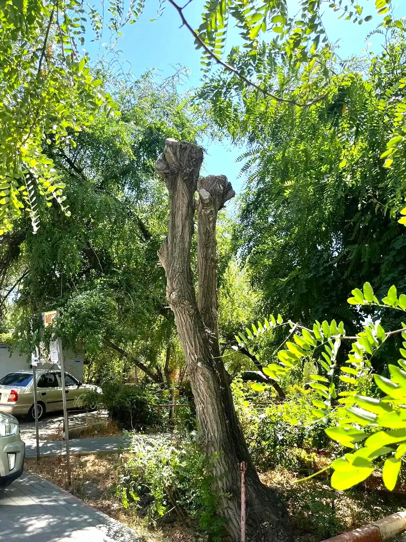 К новости «Никаких преград 🌳»