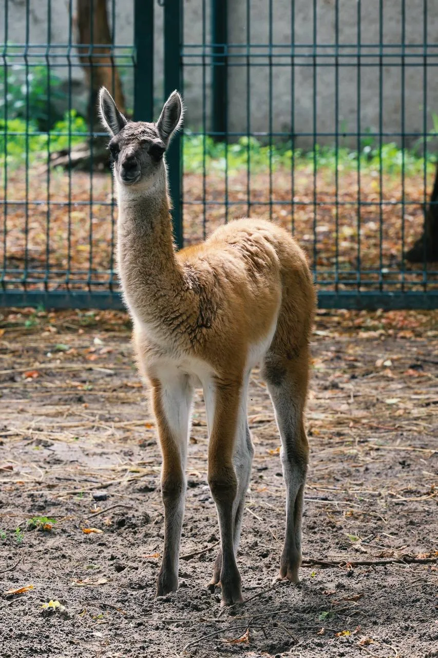 🦙 Малышке гуанако из казанского зоопарка выбрали имя

Жители Казани предложили разнообразные имена,