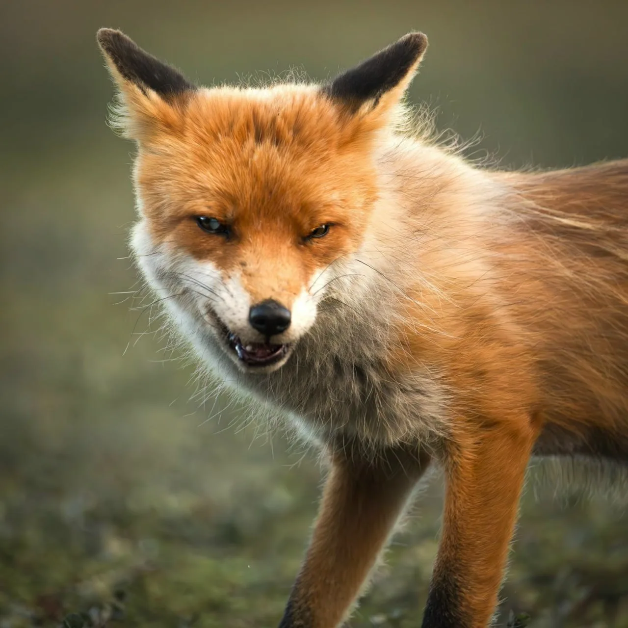 🦊 Хитрая рыжая морда.