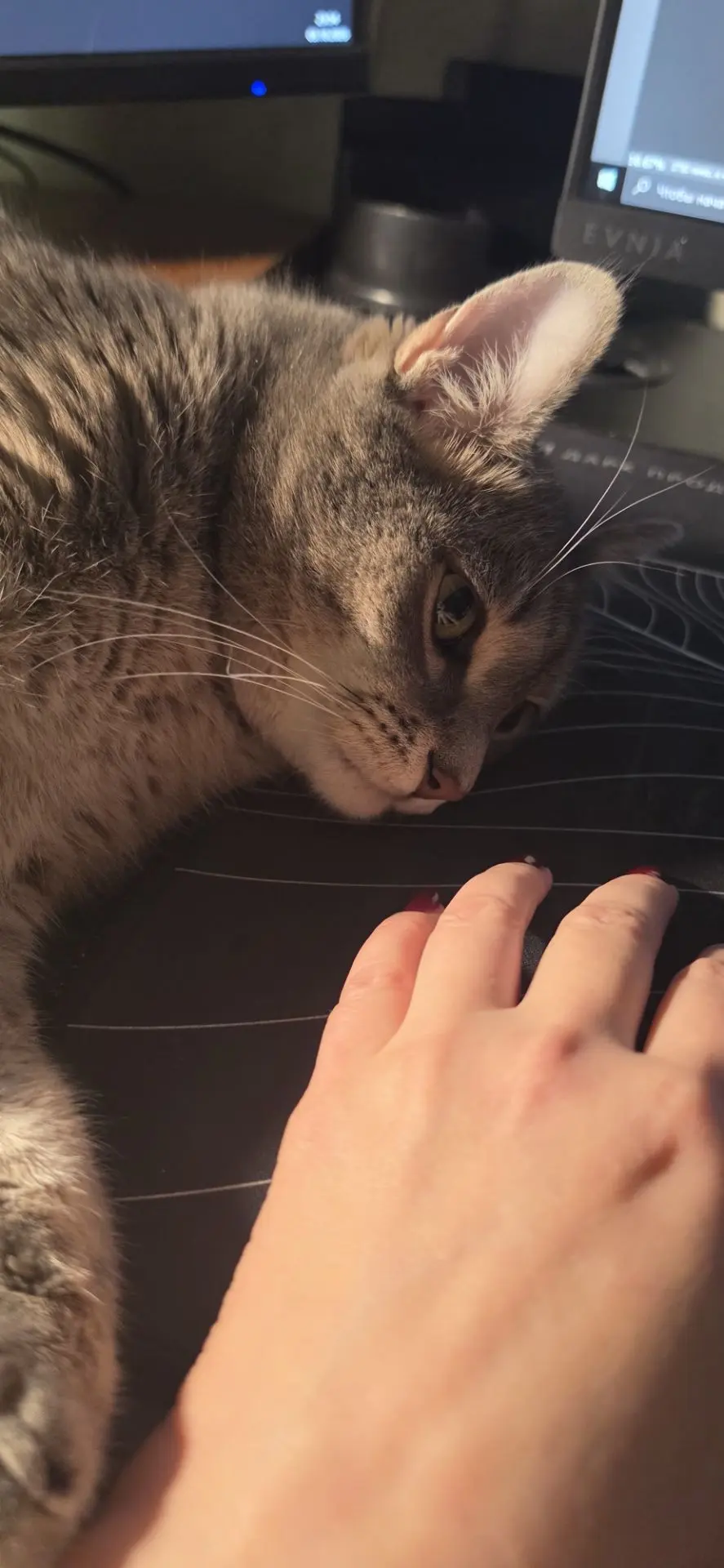 Моё котэ вафиге