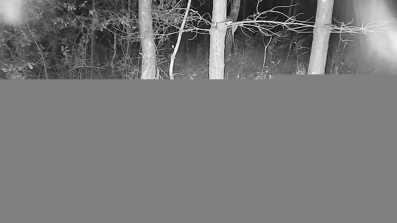 В окрестностях Метлино на фотоловушку попал медведь
