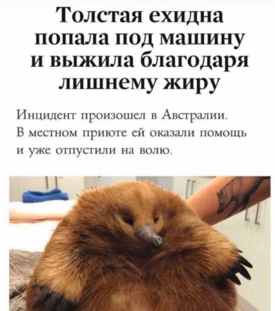 А вы даже под машину не влезете, хехехе