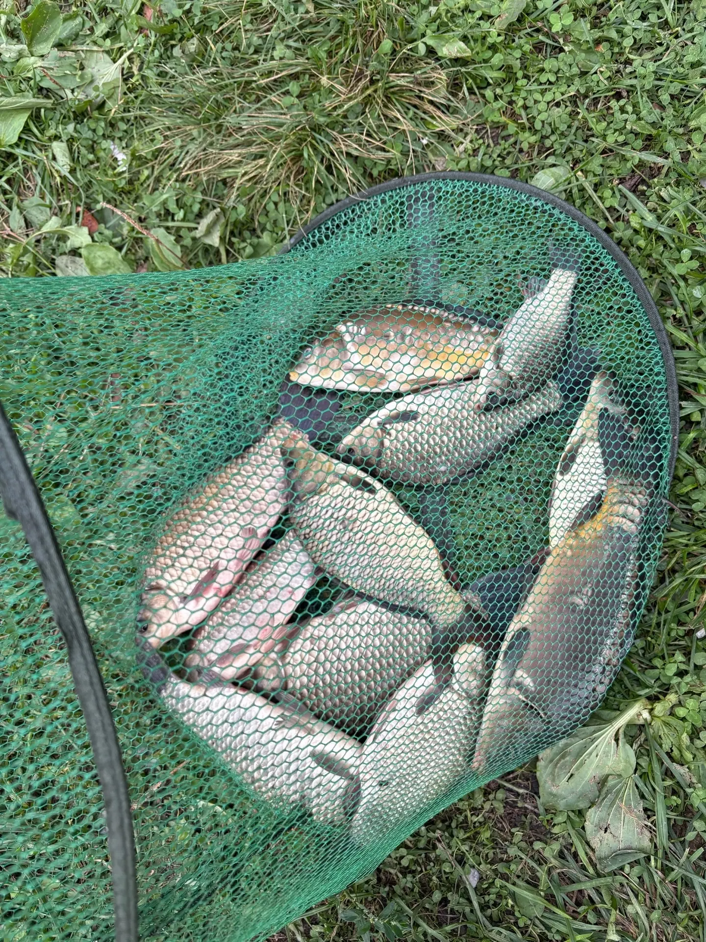 Вот такой улов и такой отдых со вчерашнего дня🎣🐟