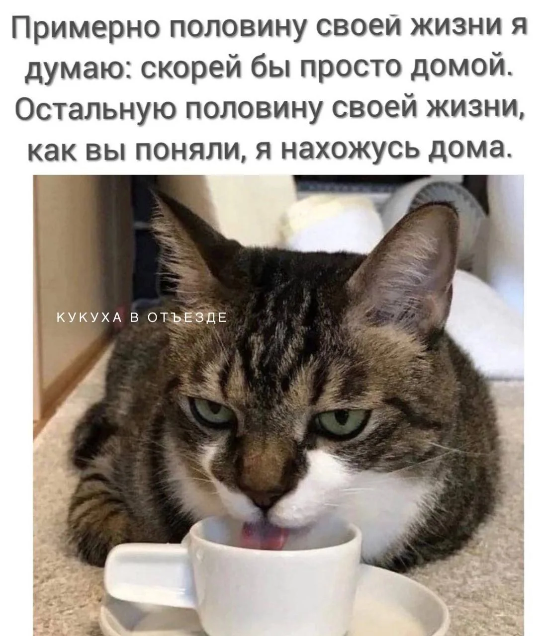 Кукуха в отъезде 🐦