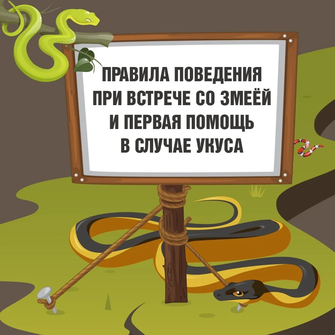 🐍 Встретил змею — как быть?