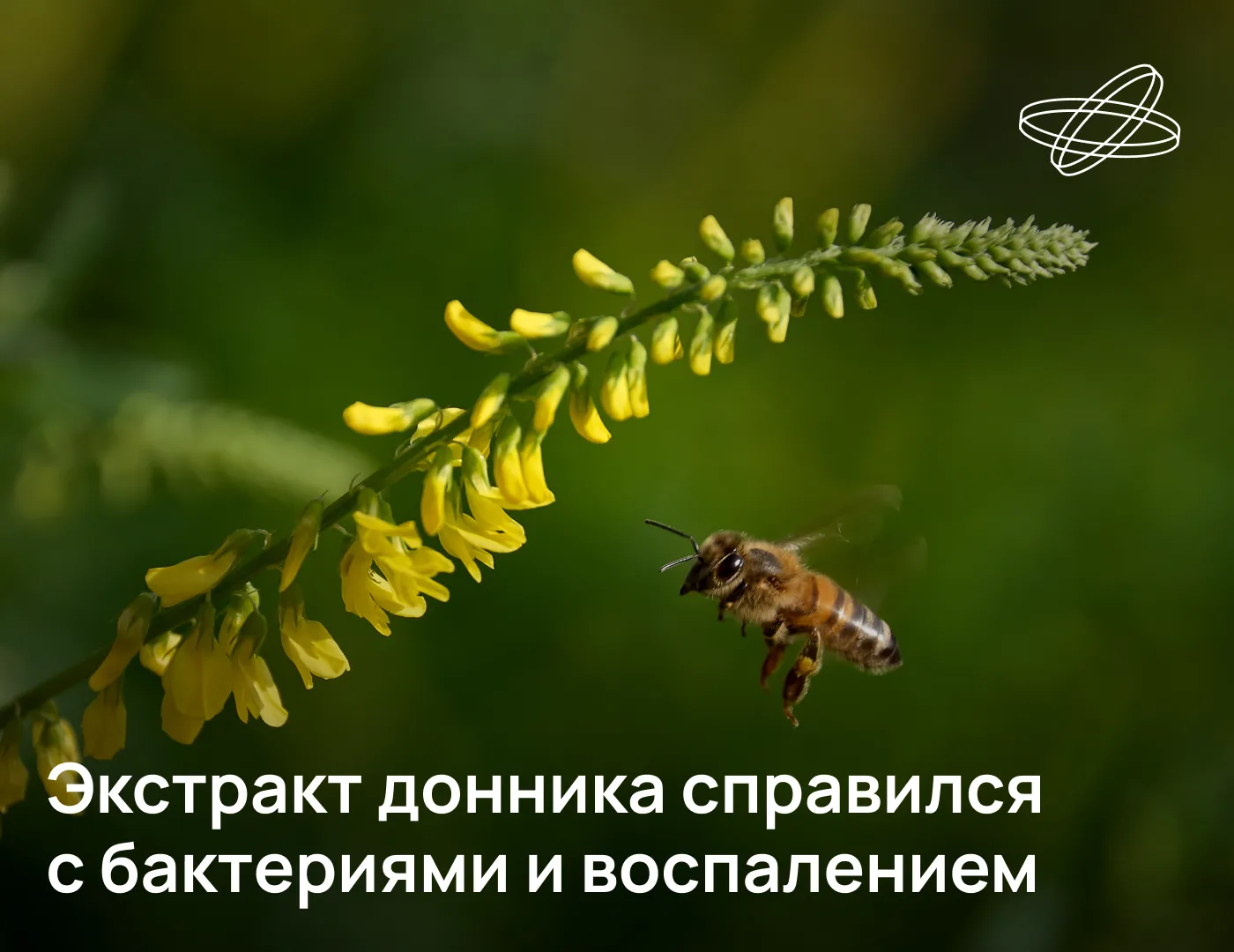 Российские учёные выявили целебные свойства донника лекарственного (Melilotus officinalis). Как пока