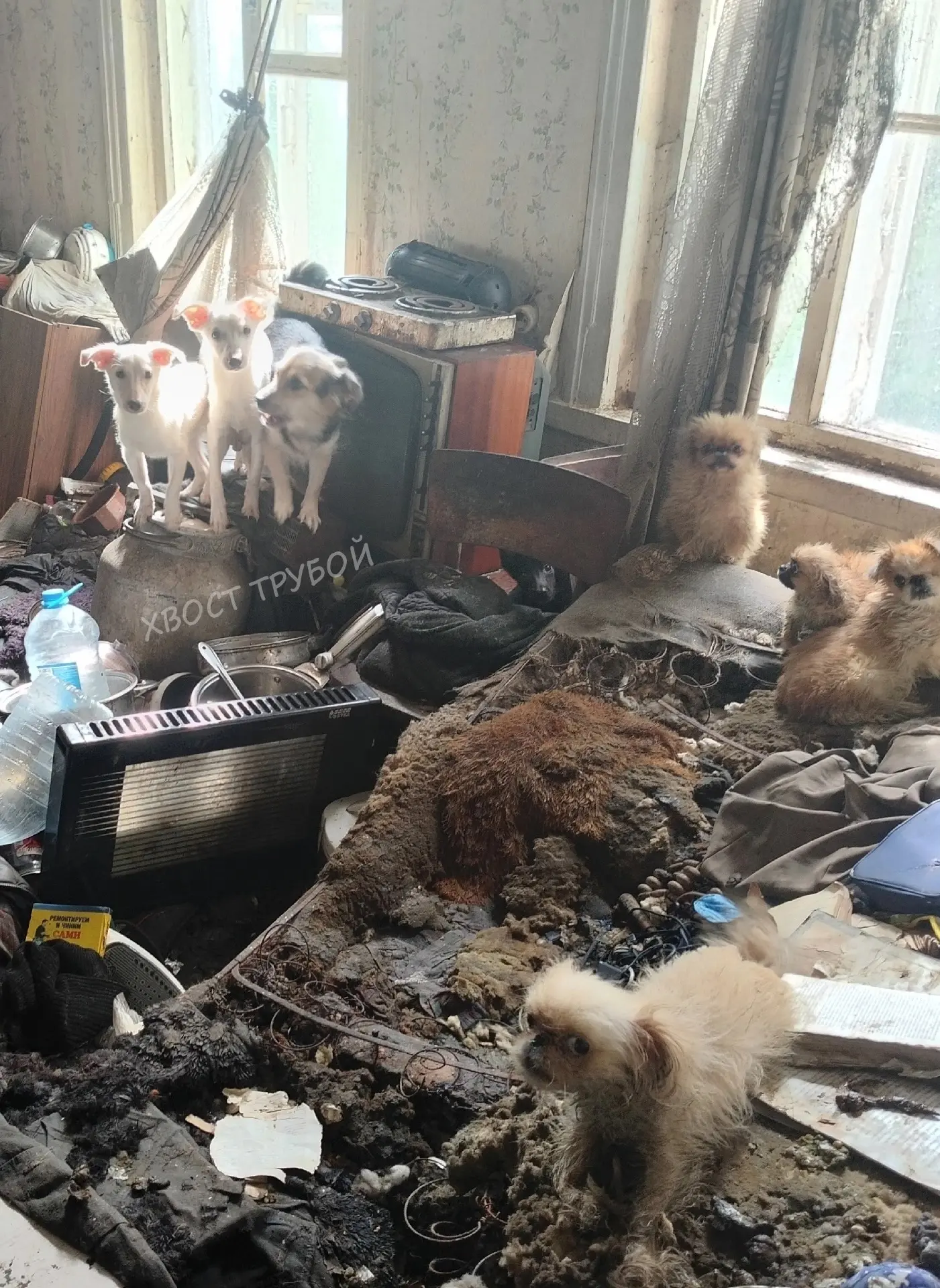 Беляш - один из узников, которых мы освободили из запертого дома😱На фото он крайний сл...