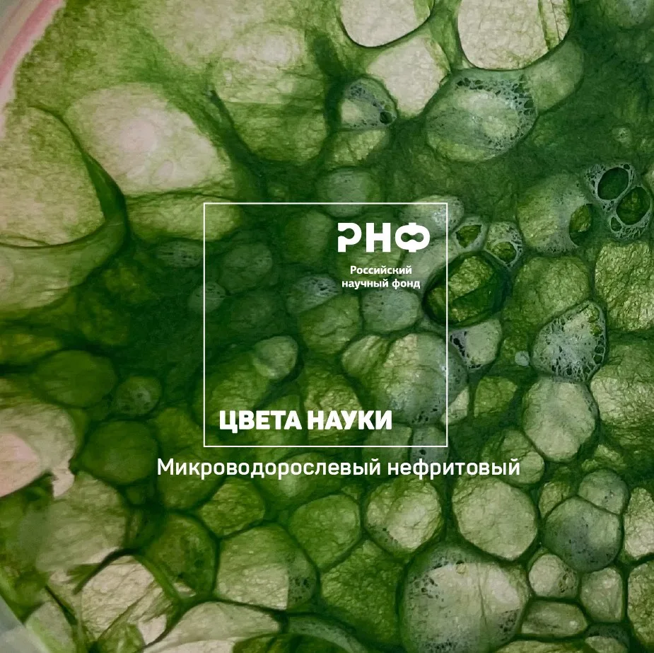 Как микроводоросли помогают добывать полезные жирные кислоты? Рассказываем в фотопроект...