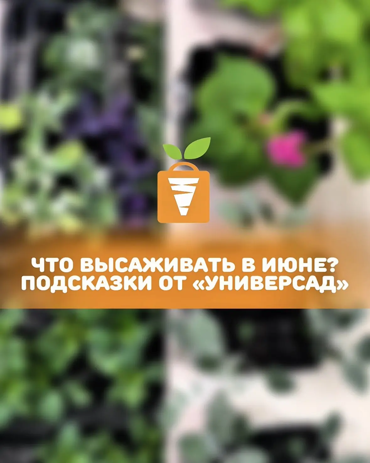 🌱 Что высаживать в Приморье в июне:
