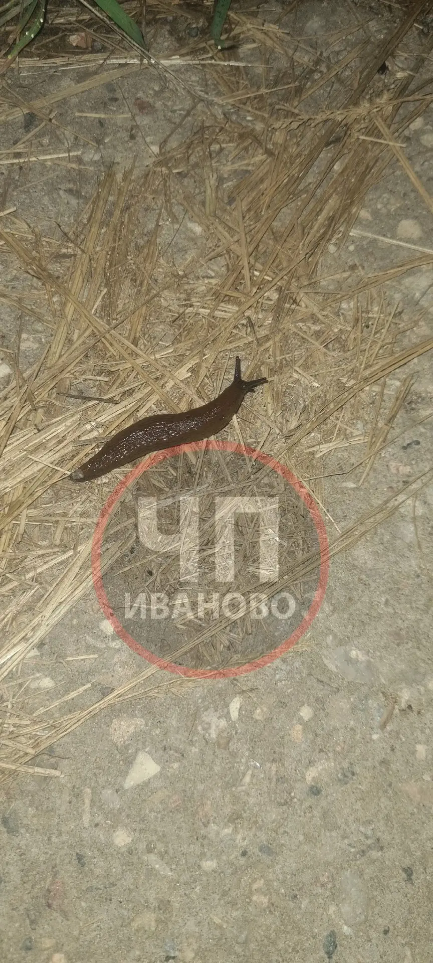 🐌 Жители жалуются на нашествие испанских слизней