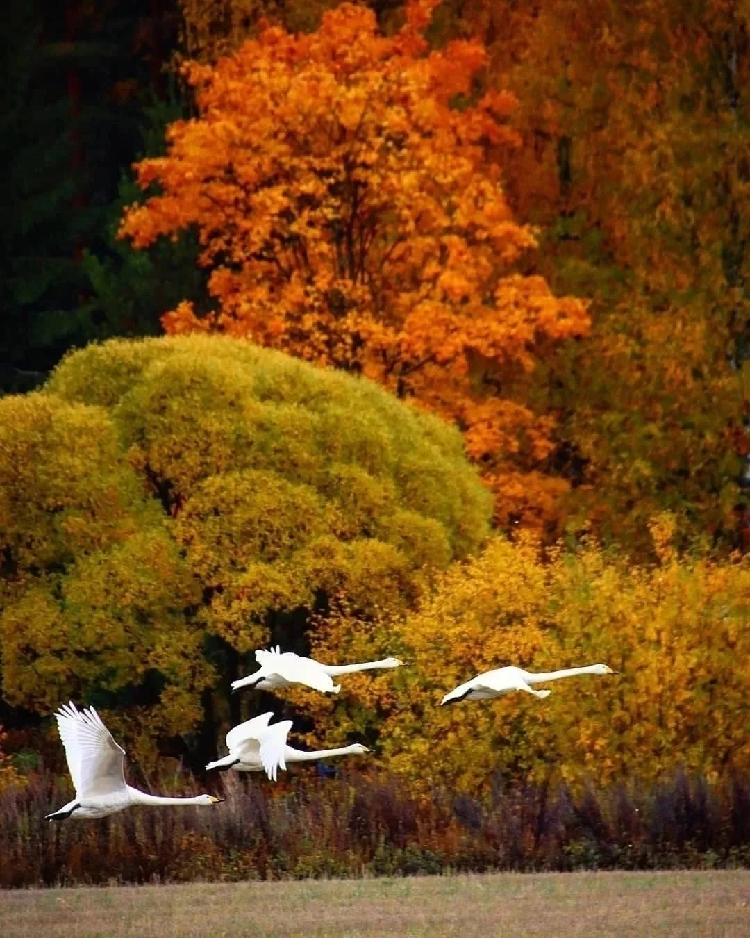 Смена сезонов. ❄️🍂🍁 Какое фото нравится вам больше 1,2,3...10? ⠀