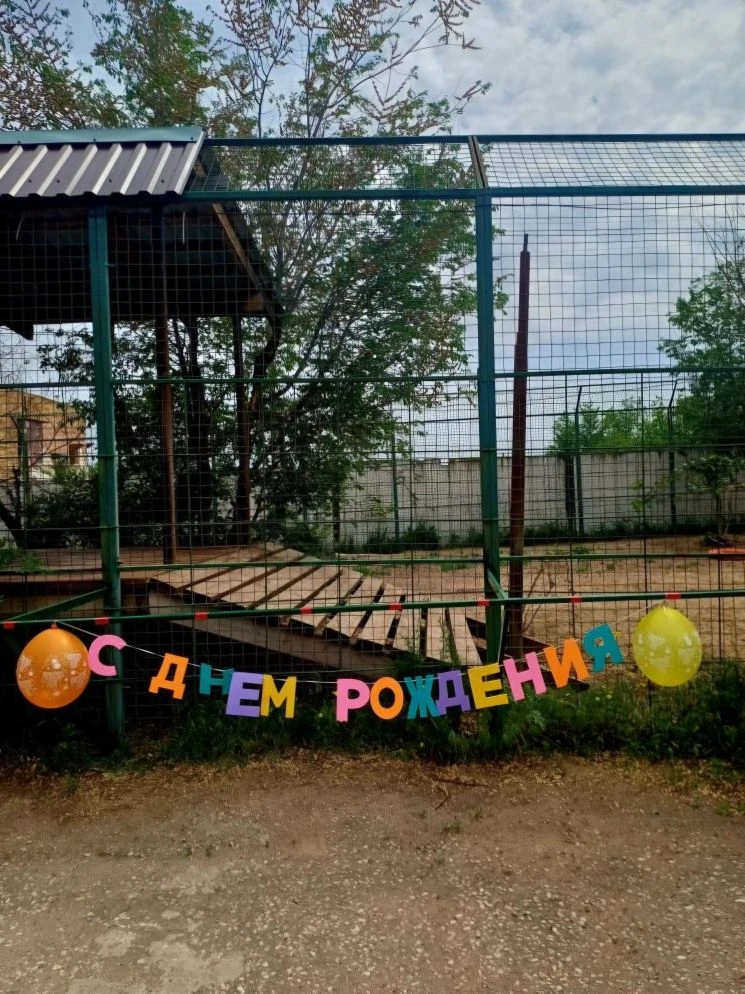 У любимого Алекса сегодня первый в жизни день рождения.

Любимец всех волгоградцев, львёнок Алекс, е