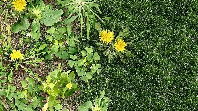 Сорняки — это точно враги огорода? 🤔🌿
На самом деле не всё так однозначно. В небольшом количестве 