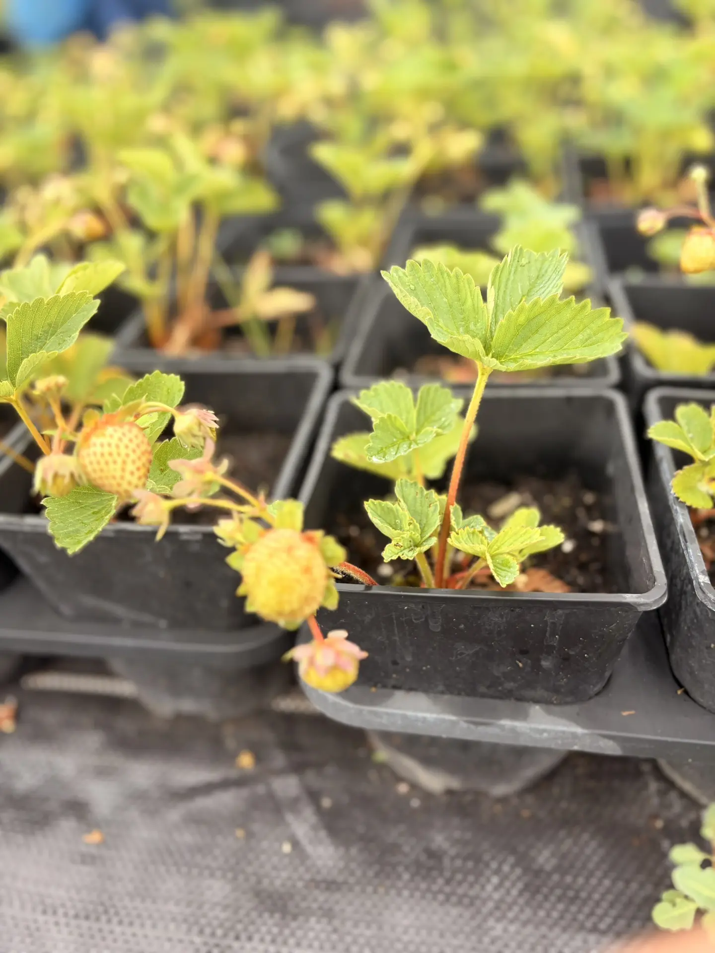 🍓 Выращивайте сладкую клубнику вместе с нами! 🍓🌱

Хотите наслаждаться такой же вкусной и сладкой 