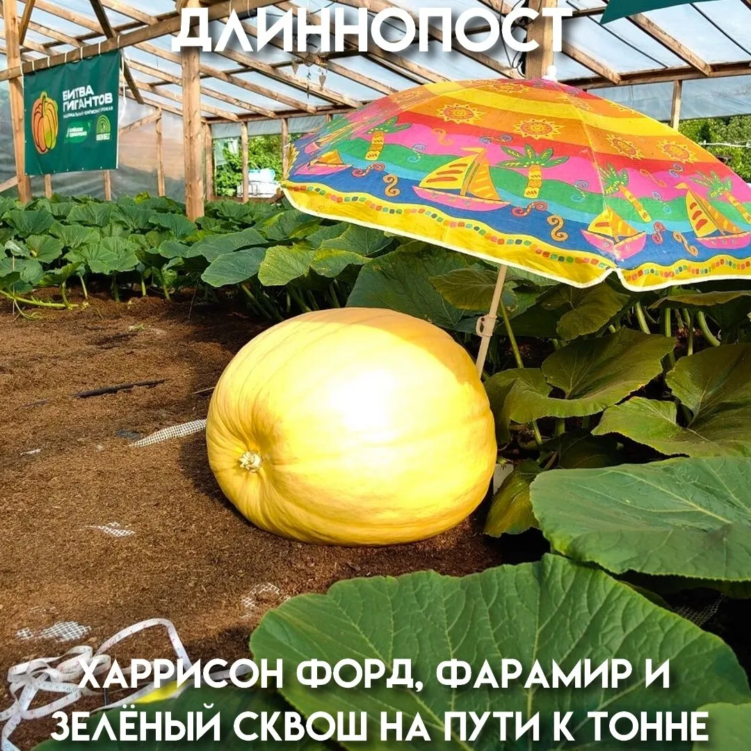 Автор опылил тыкву рекордно рано — 18 мая, дал ей имя Харрисон Форд и начал ждать. На 20-й день она 
