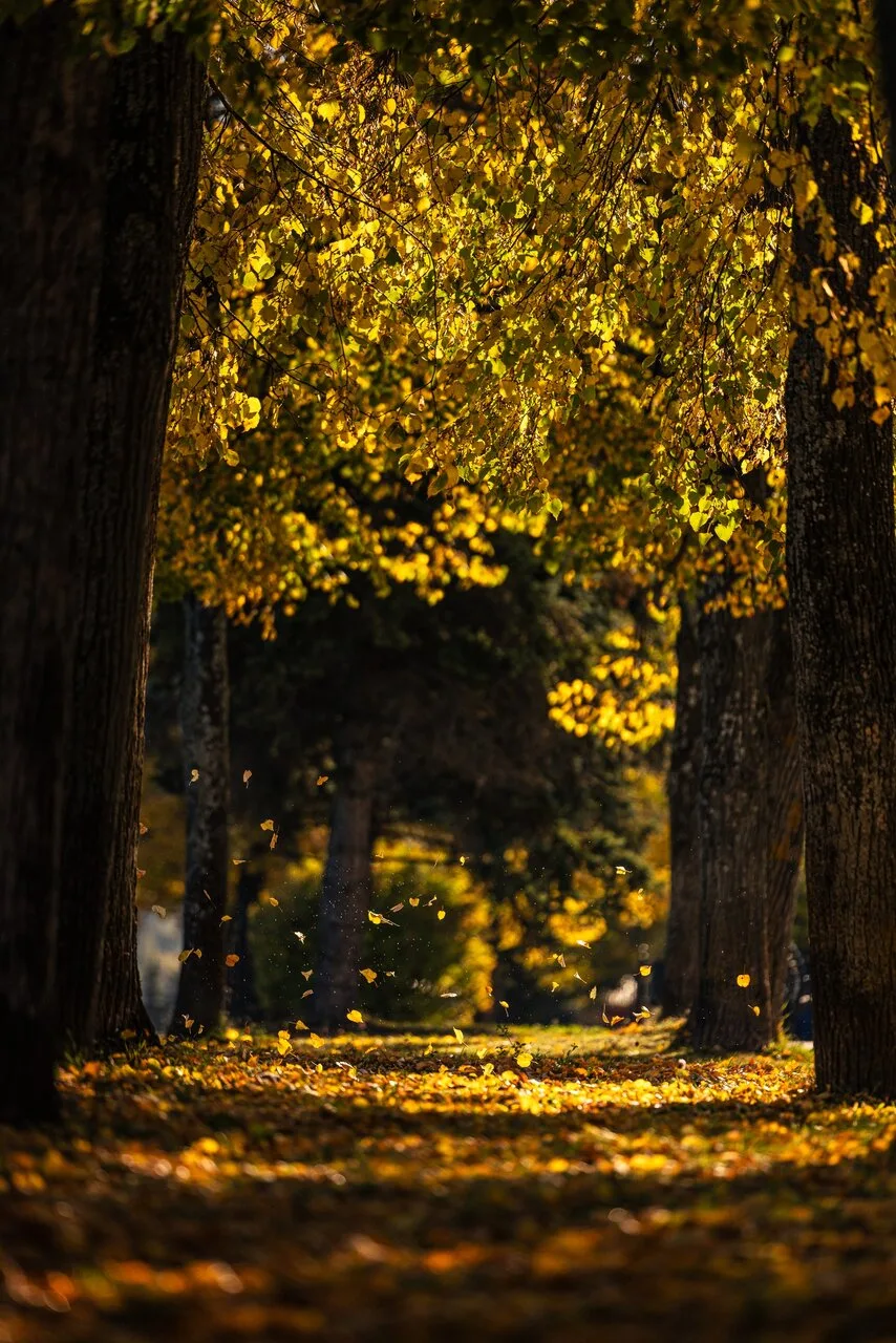 Пока листья помнят солнце 🍂