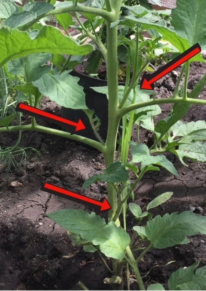 🍅Никогда не обрывайте это у томатов в июне! Ошибка, после которой дачники остаются почти без урожая 