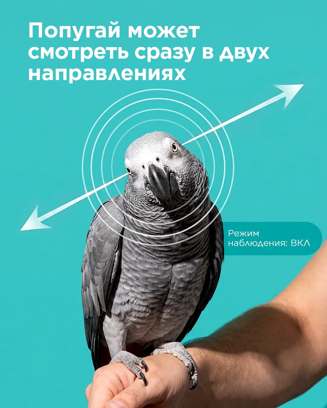 У каждого владельца попугая был такой момент...