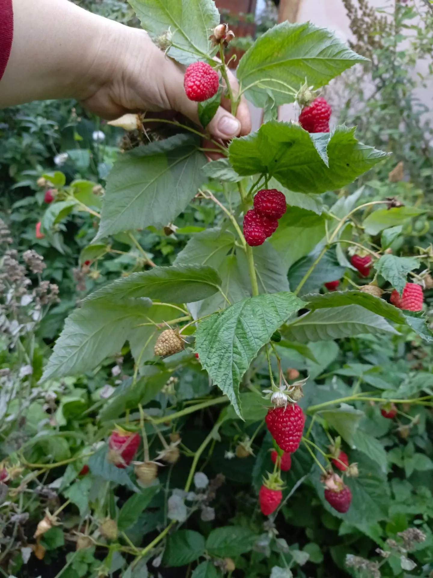 Спеет малина Делнива. Очень ароматная и сладкая 🍓