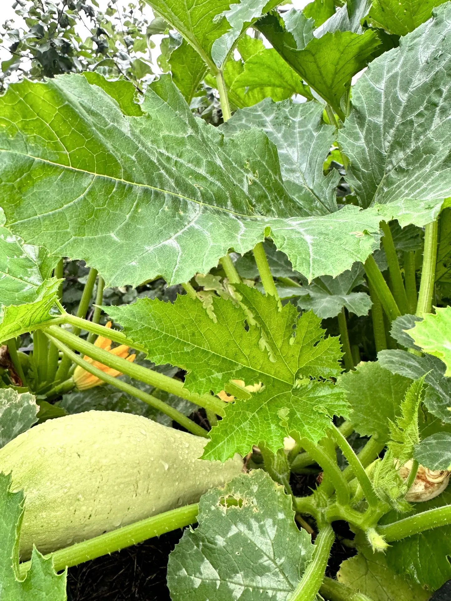 Всем привет!
 
С утра готовила кабачковые вафли!

🥒Пошла открывать теплицу, смотрю кабачки наросли.