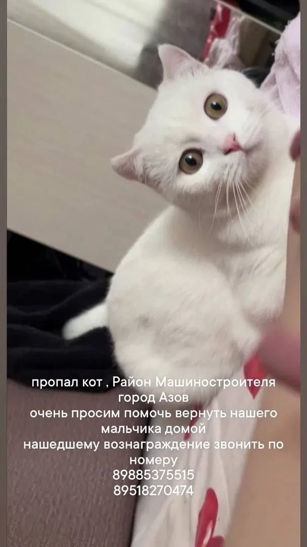 📢 ‼️ ПРОПАЛ 🐈 КОТ