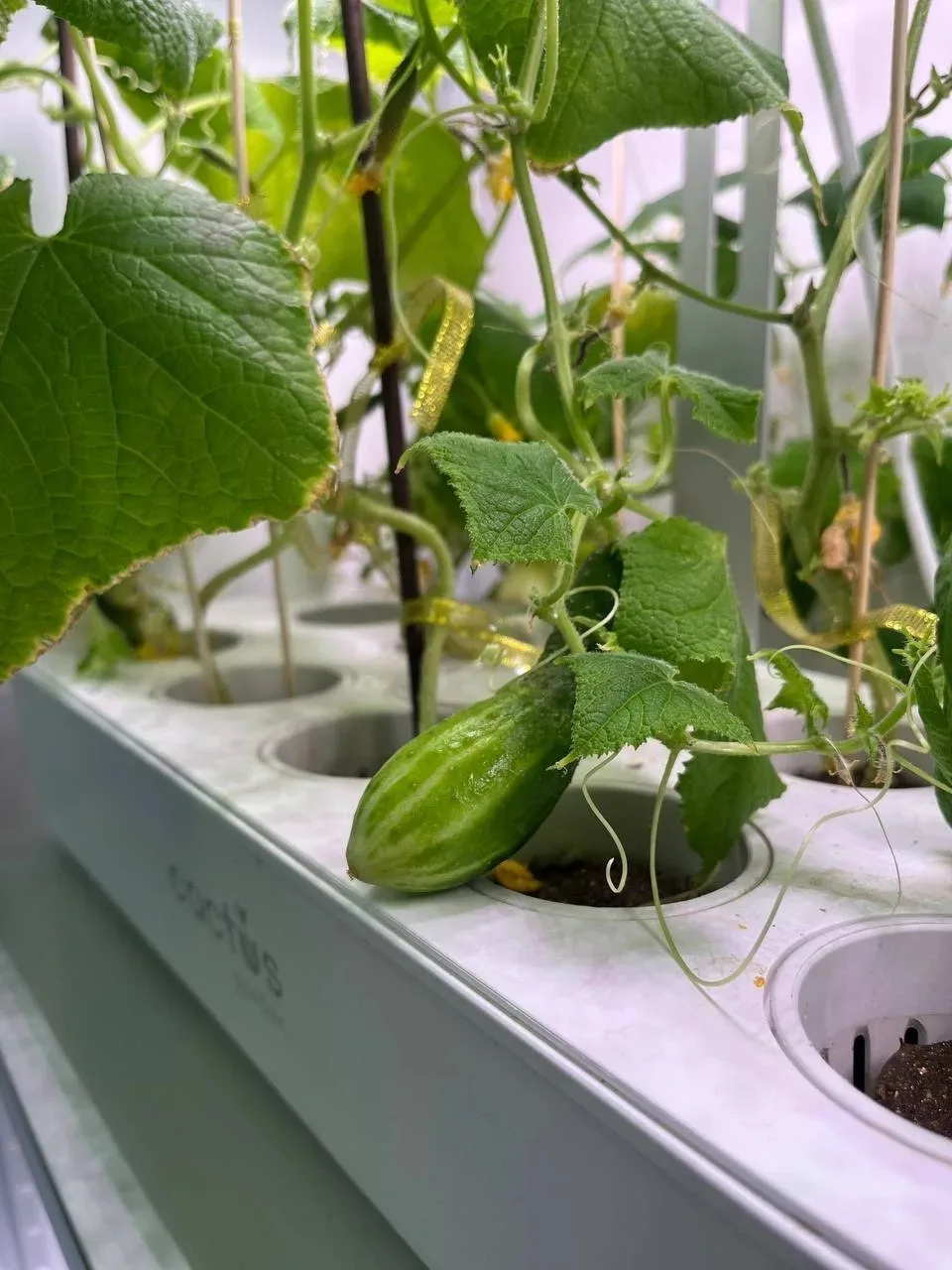 🌱 «Зелёный эксклюзив» за полярным кругом: школьники Ямала стали сити‑фермерами при поддержке ЛУКОЙЛа