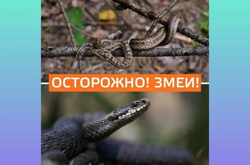 🐍 Встреча со змеёй: как защитить себя и что делать при укусе

С наступлением тепла участились случа